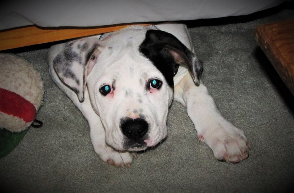 Prevention is the best cure for behavior- Puppies